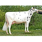 VH Bismark daughter no 34242-3031 from Tronsmark Holstein, Bindslev.jpg