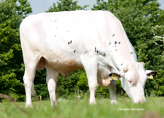 VH Bismark no. 252478 (RGK Bob) eating Holstein International.jpg