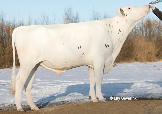 VH Bismark (RGK Bob).jpg