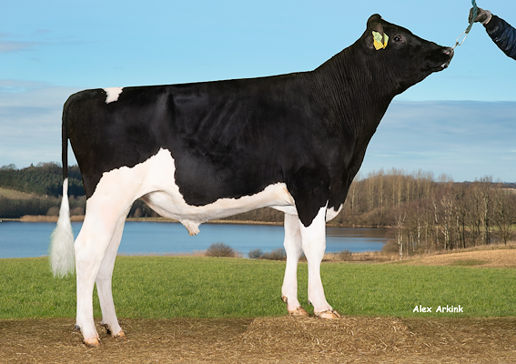 VH Bold P (VH Brynjar).jpg