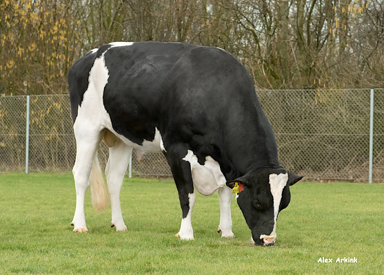 VH Bolus (Balisto).jpg