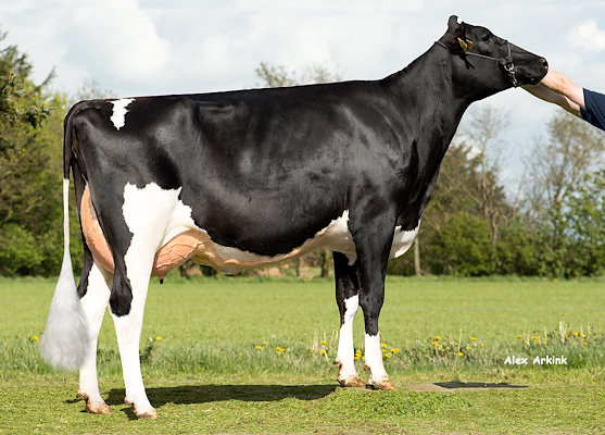 VH Bolus-datter fra I/S Midtgård Holsteins, Ribe