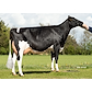 VH Bolus daughter no 43265-3041 from IS Midtgård Holsteins_Ribe.jpg