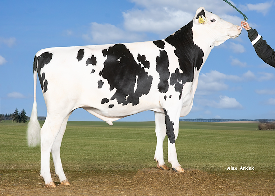 VH Bourbon (Benz) 260598.jpg