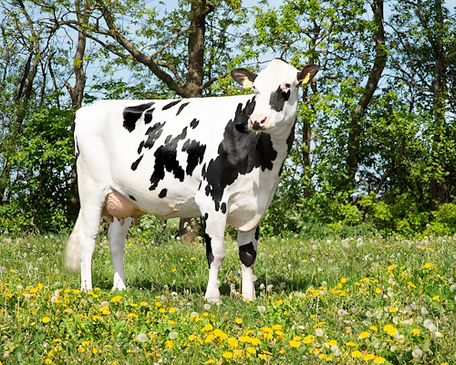 VH Bourbon datter fra Tronsmark, Bindslev. En del af VikingEmbryo, skyllet som både kvie og ko.