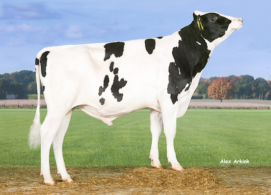 VH Bradoc (VH Blush) 258649_without handler.jpg