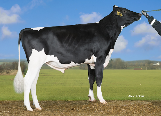 VH Brex (VH Bolus).jpg