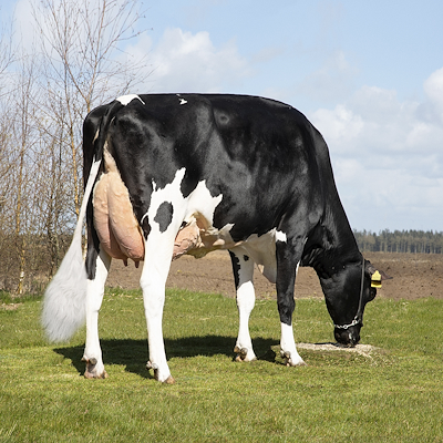 Mormor til VH Gipsy fra Volsgård v. Torben Thorsen, Vinderup