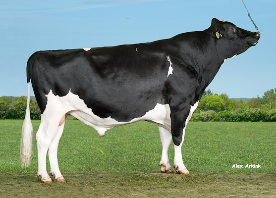 VH Brook (Balisto) - adult.jpg