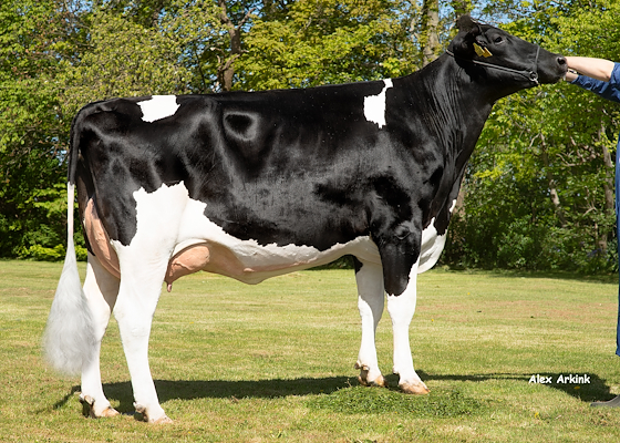 VH Brook-datter fra Kurt Østergaard, Vamdrup