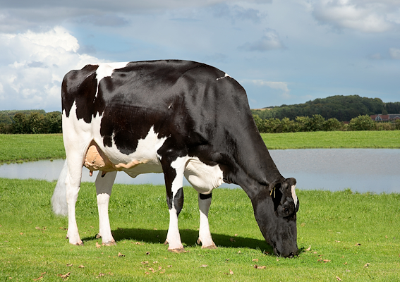 VHBrooklyn datter fra Flemming Birkjær Christensen, Skive