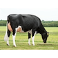VH Bruce daughter no 56601-3408 from Bjarne Vestergaard Hansen_Spjald - grazing.jpg