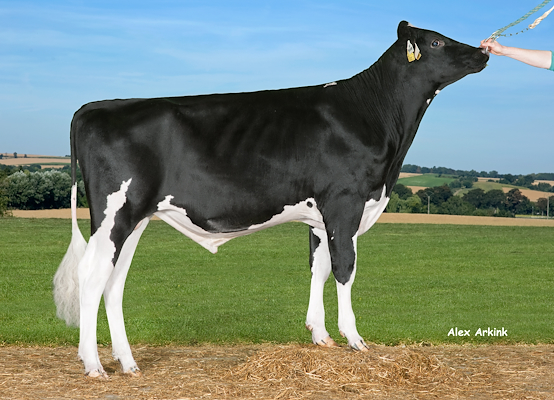 VH Buzzer (VH Brilon) no 257583.jpg