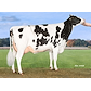 VH Bynke daughter (Debel Bynke Myself) no  45348-3879 from Anderstrup Holstein ApS, Skørping.jpg