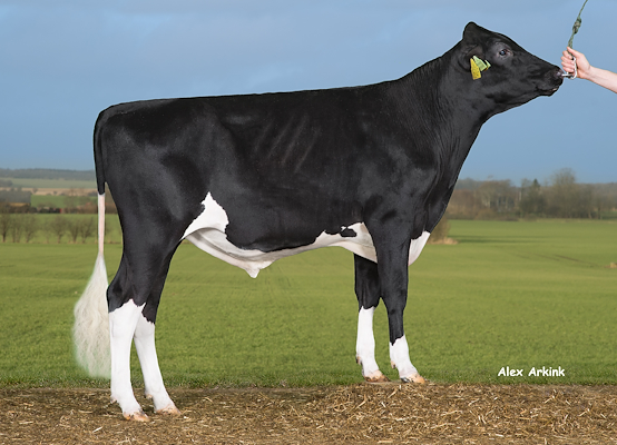 VH Byron (VH Bushy) 258926.jpg