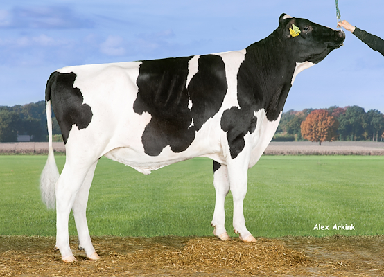 VH Chester (VH Cosmo) 258653.jpg