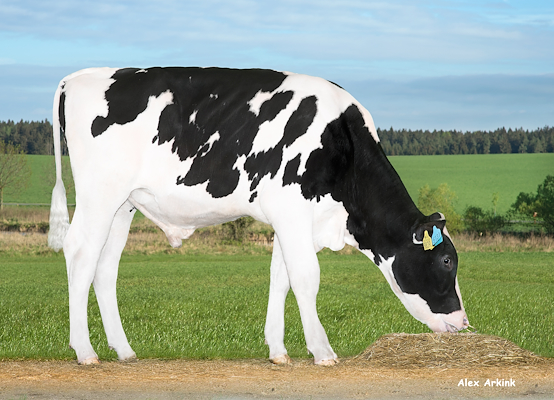 VH Chrille 5131 grazend .jpg