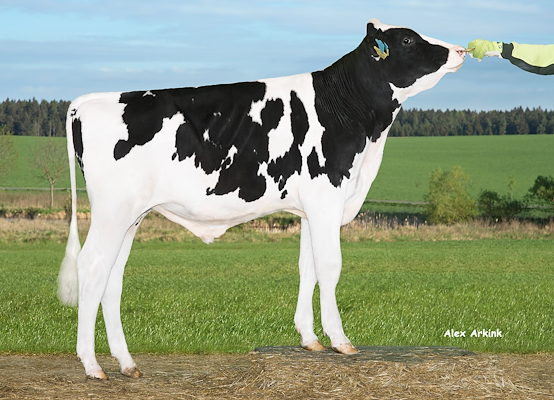 VH Chrille 5131 .jpg