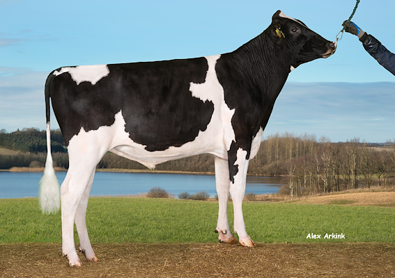 VH CortPRC (Cartoon P).jpg