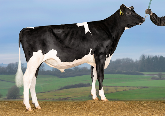 VH Cyper (Comeback).jpg