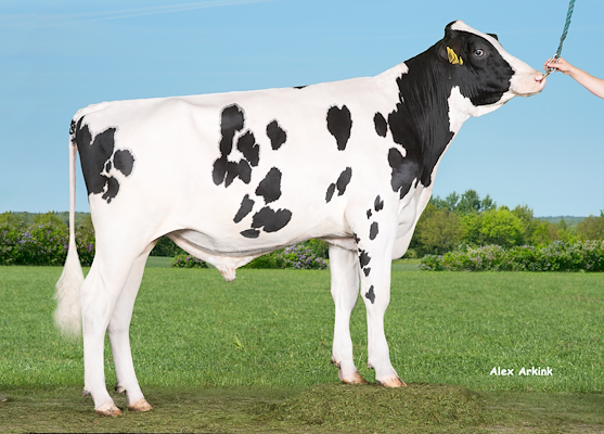 VH Dealer (Declic).jpg