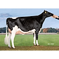 VH Declan dam no 33723-7325 (Battlecry) from Anderstrup Holstein_Skørping.jpg
