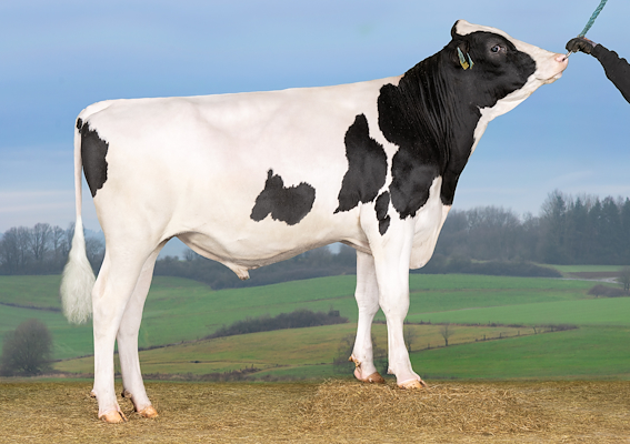 VH Diesel (VH Dario).jpg