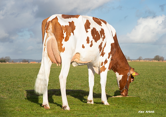 VH Dry PRed datter fra Henrik Graversen, Juelsminde