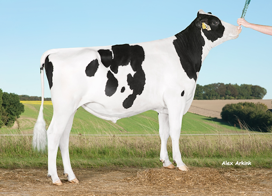 VH Evade (Election) 257581.jpg