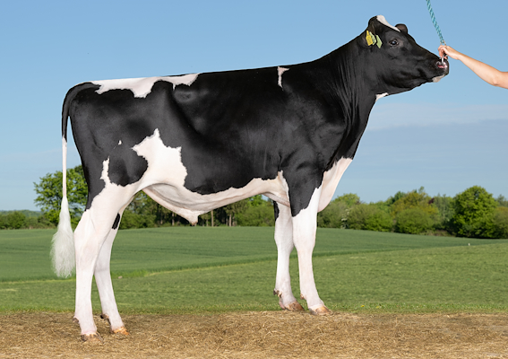 VH Falcon (VH FawkesP).jpg