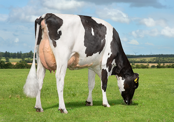 VH Fillman datter fra Flemming Birkjær Christensen, Skive