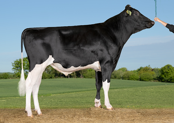 VH Flash P (VH FawkesP).jpg