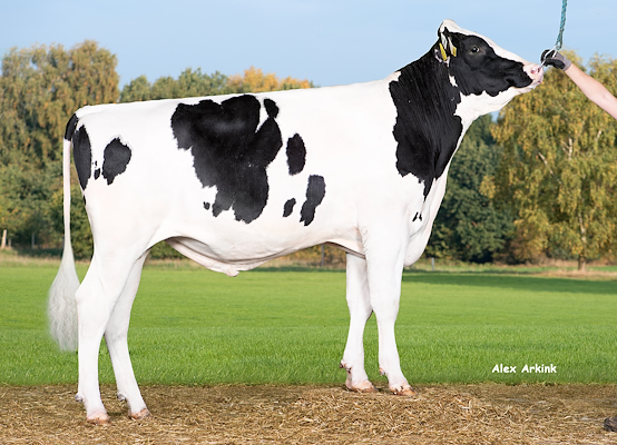 VH Flavor (Federal).jpg