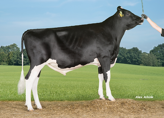 VH Galbert (VH Gizmo) 258445.jpg