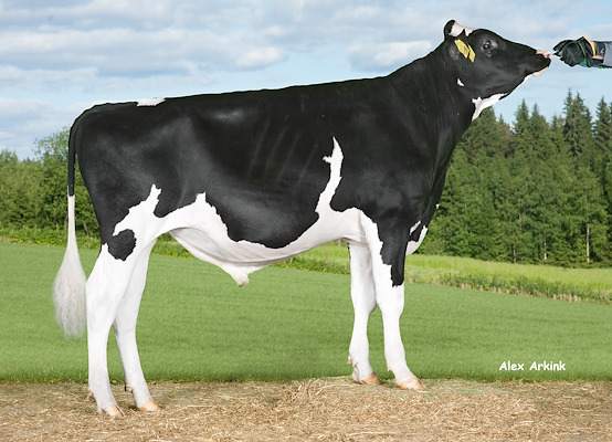 VH Gambler (VH Grate).jpg