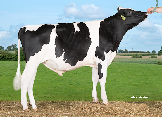 VH Gaucho (VH Griffin).jpg