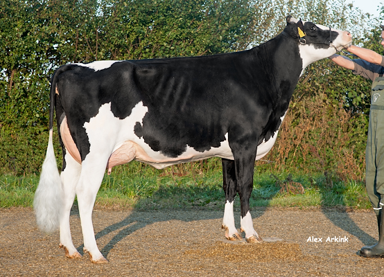 VH Gavin-datter fra Tronsmark Holstein, Bindslev