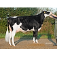 VH Gavin daughter no 34242-3324 from Tronsmark Holstein_Bindslev.jpg