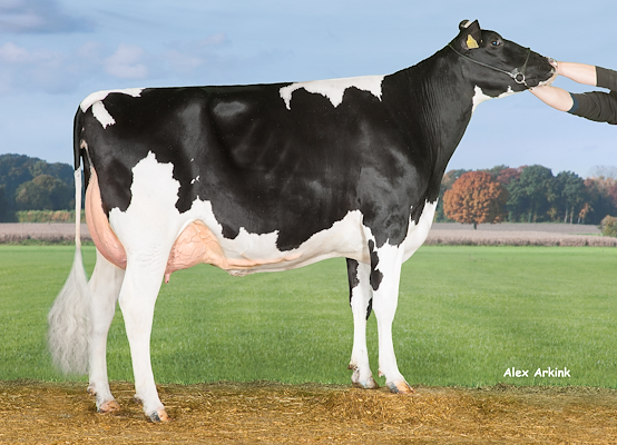 VH Gavin-datter fra I/S Bjørnholm Holstein, Glejbjerg