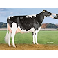 VH Gavin daughter no 47377-1756 from IS Bjørnholm Holstein, Glejbjerg.jpg