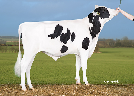 VH Gelstar (Gandhi) 258825.jpg