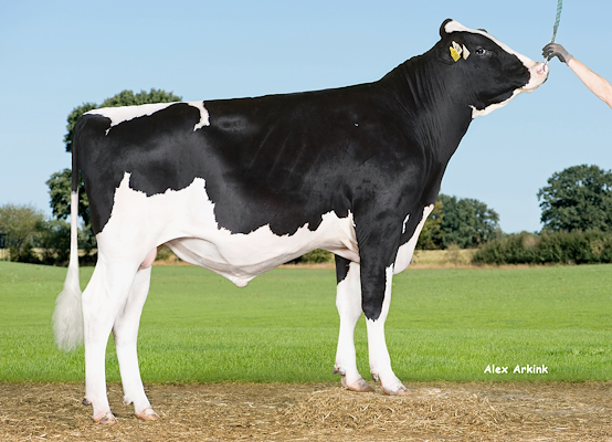 VH Ginger (VH Goleen).jpg