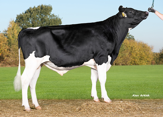 VH Glasius (VH Galbert).jpg