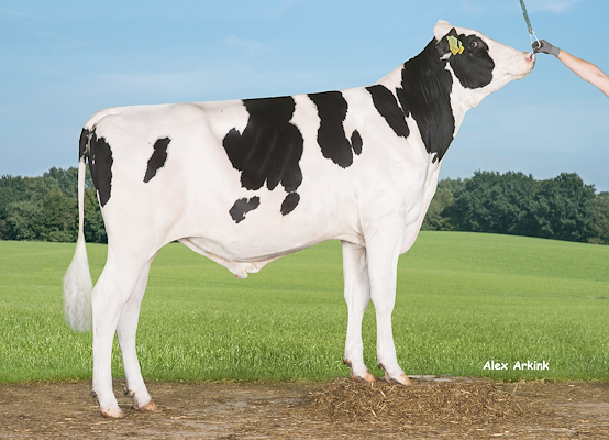 VH Goleen (VH Grace) 258448.jpg