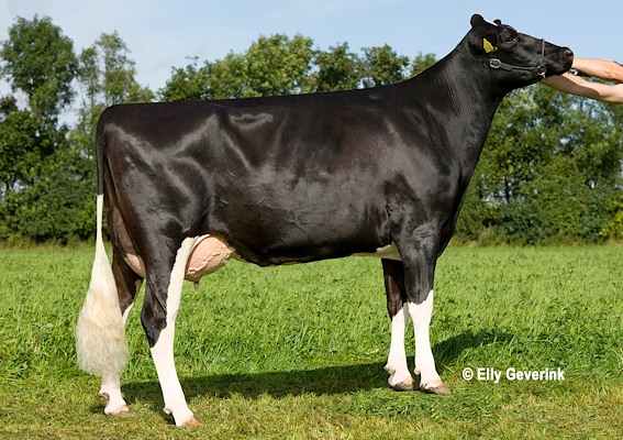 Mor til VH Gomorra fra Højager Holstein, Rødding