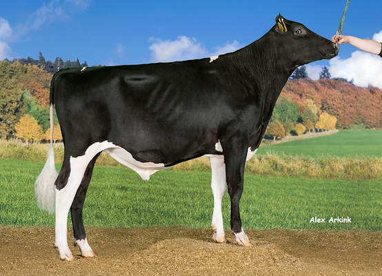 VH Gomorra no 257358 (VH Gregor).jpg