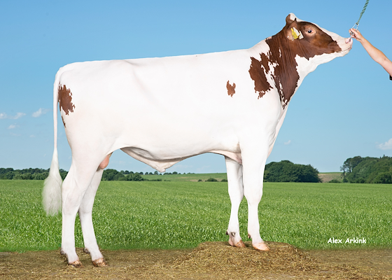 VH Goz P Red (Gonzales Red).jpg