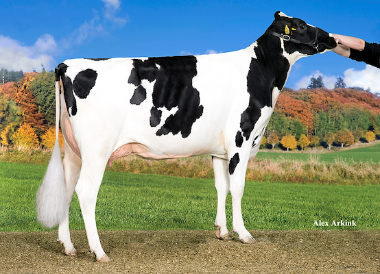 VH Grafit-datter fra Anton Hammershøj, Hobro