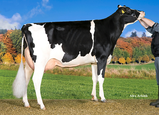 VH Grafit-datter fra Anton Hammerhøj, Hobro