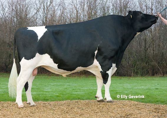 VH Grafit no 253217 (B Goldwyn).jpg